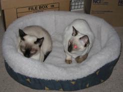 more kittens